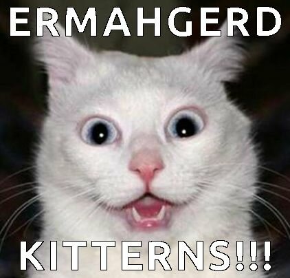 ermahgerd kitterns meme