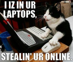 funny cat with laptop