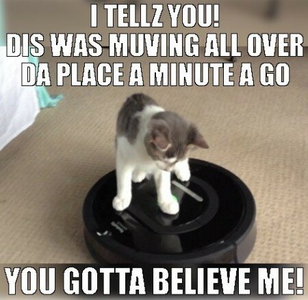 you gotta believe me funny cat meme