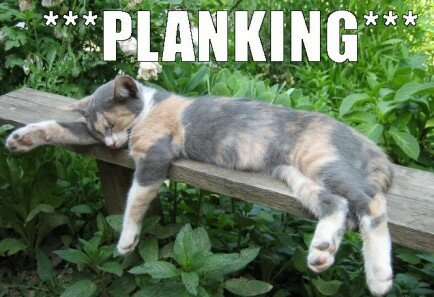 planking funny cat meme