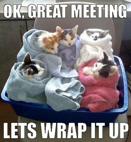 great meeting funny cats