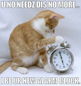 funny cat alarm cloch